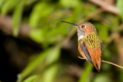 Allen's Hummingbird
